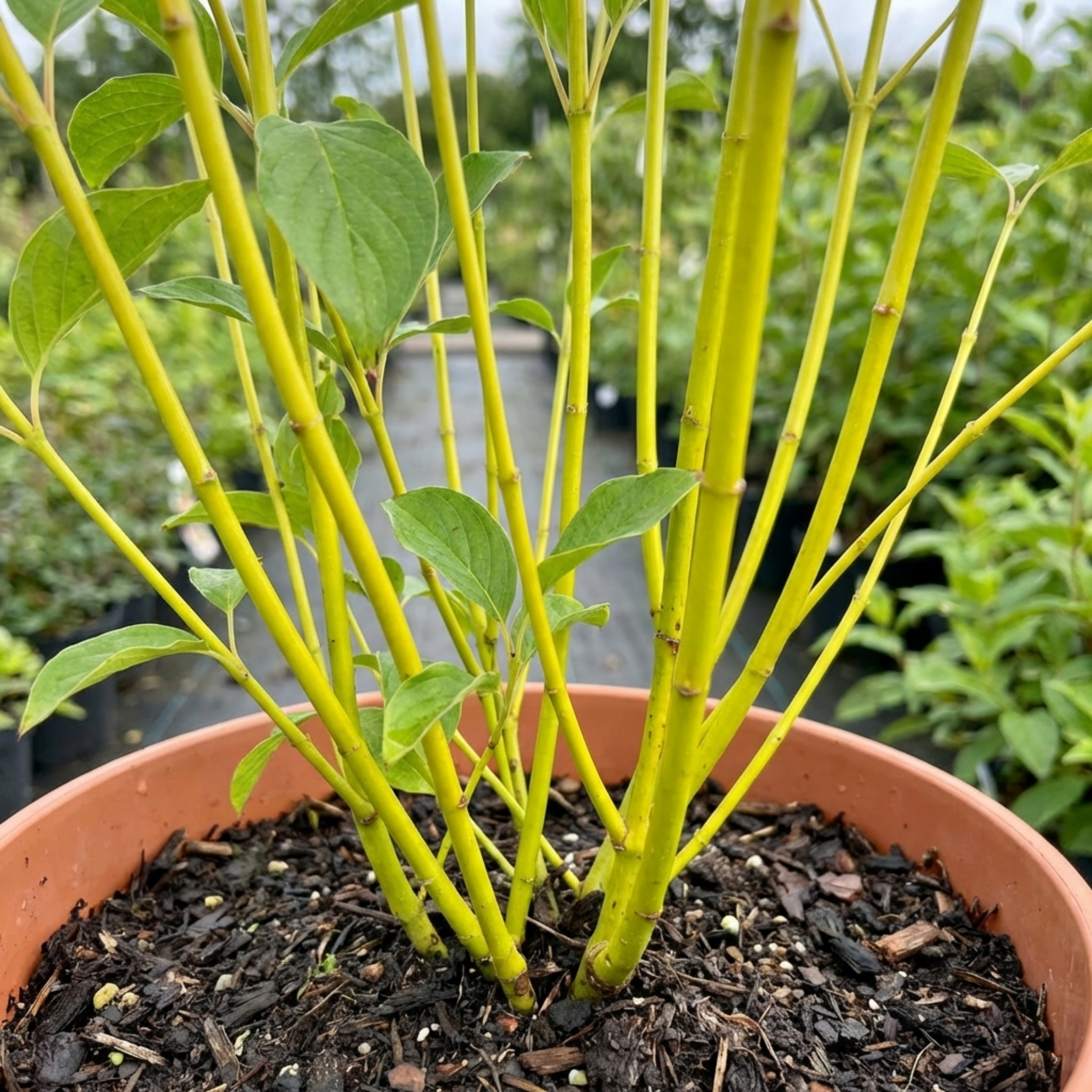 Cornus ‘Flaviramea’ — Hardy Deciduous Shrub, Bee-Friendly, 3L Pot