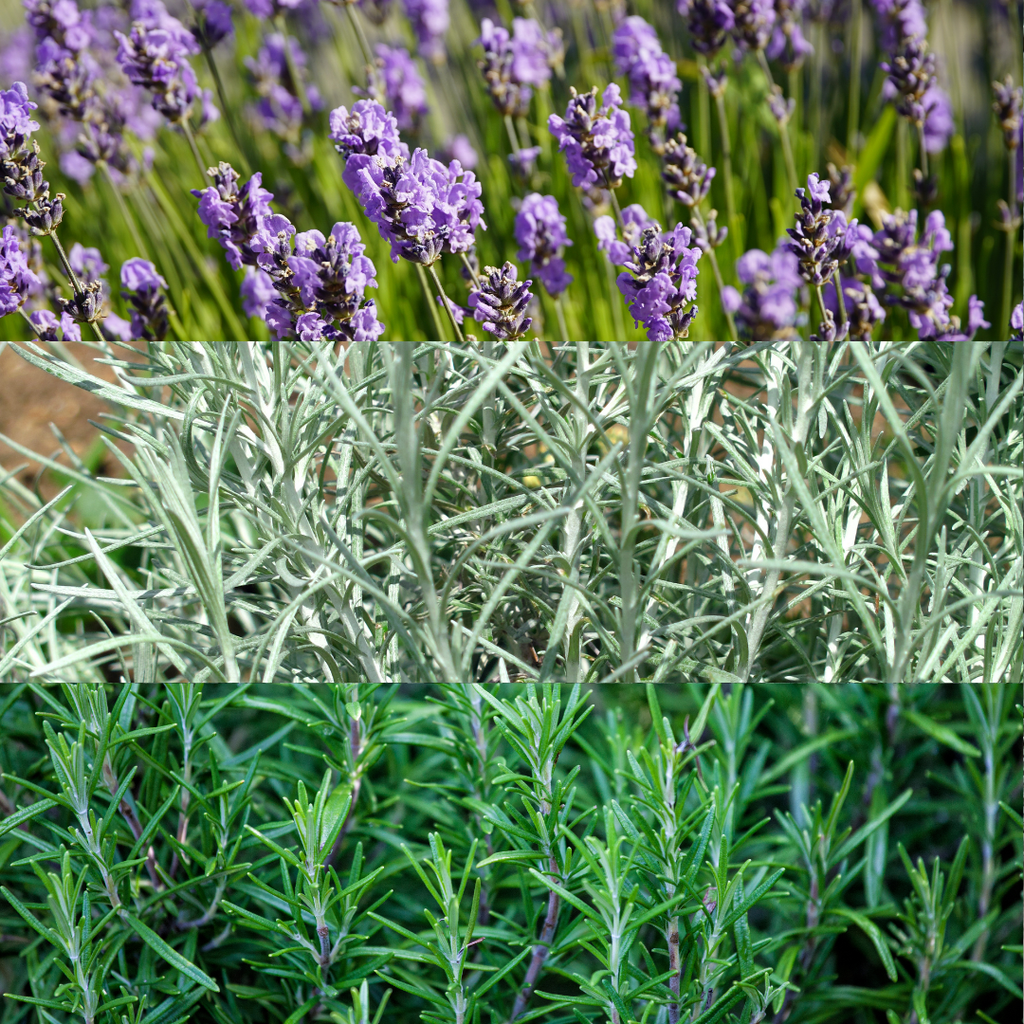 Aromatic Herb Collection — Curated 3-Plant Set (Lavender, Helichrysum, Rosemary), 13cm Pots