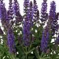 Salvia ‘East Friesland’ — Herbaceous Perennial, Bee-Friendly, 17cm Pot