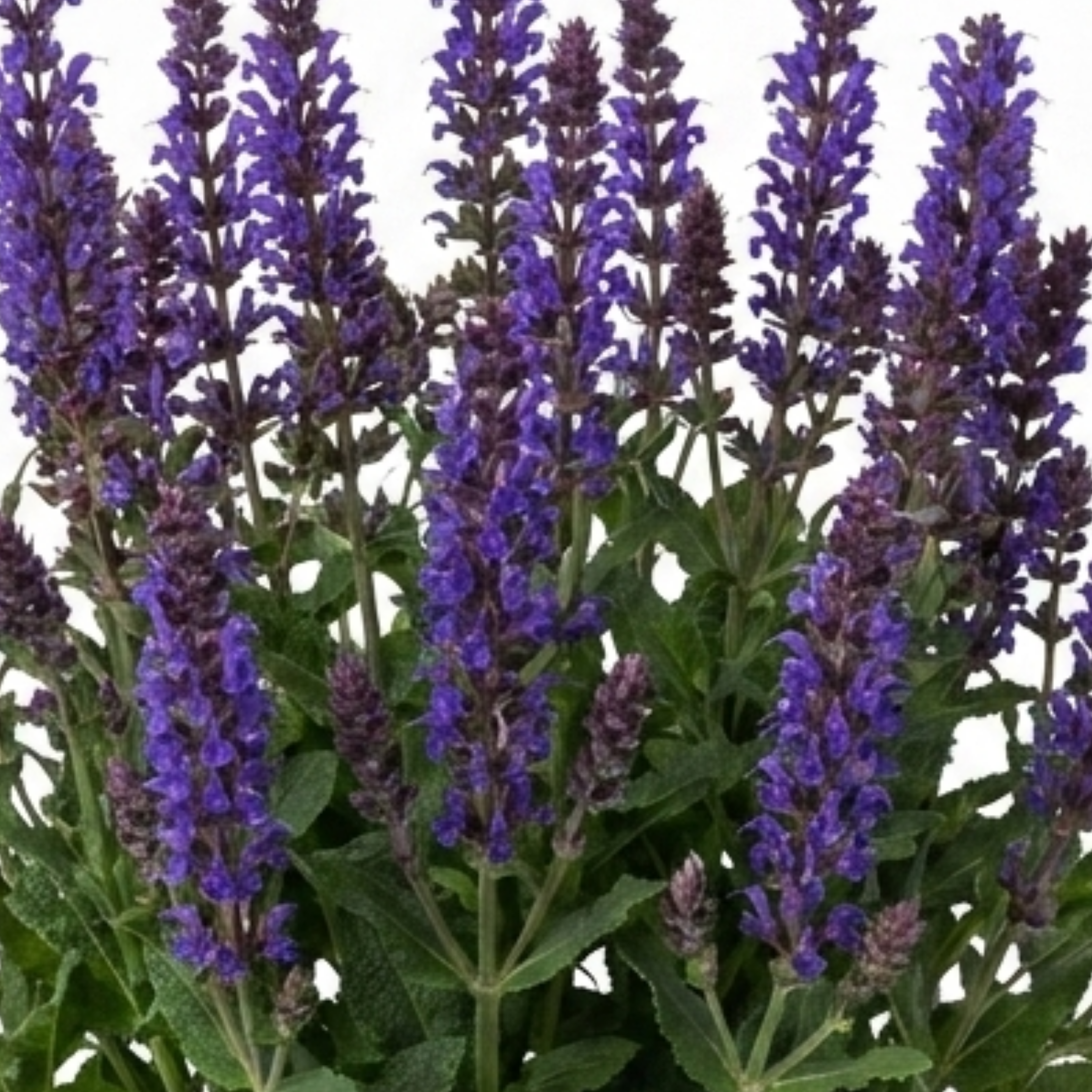 Salvia ‘East Friesland’ — Herbaceous Perennial, Bee-Friendly, 17cm Pot