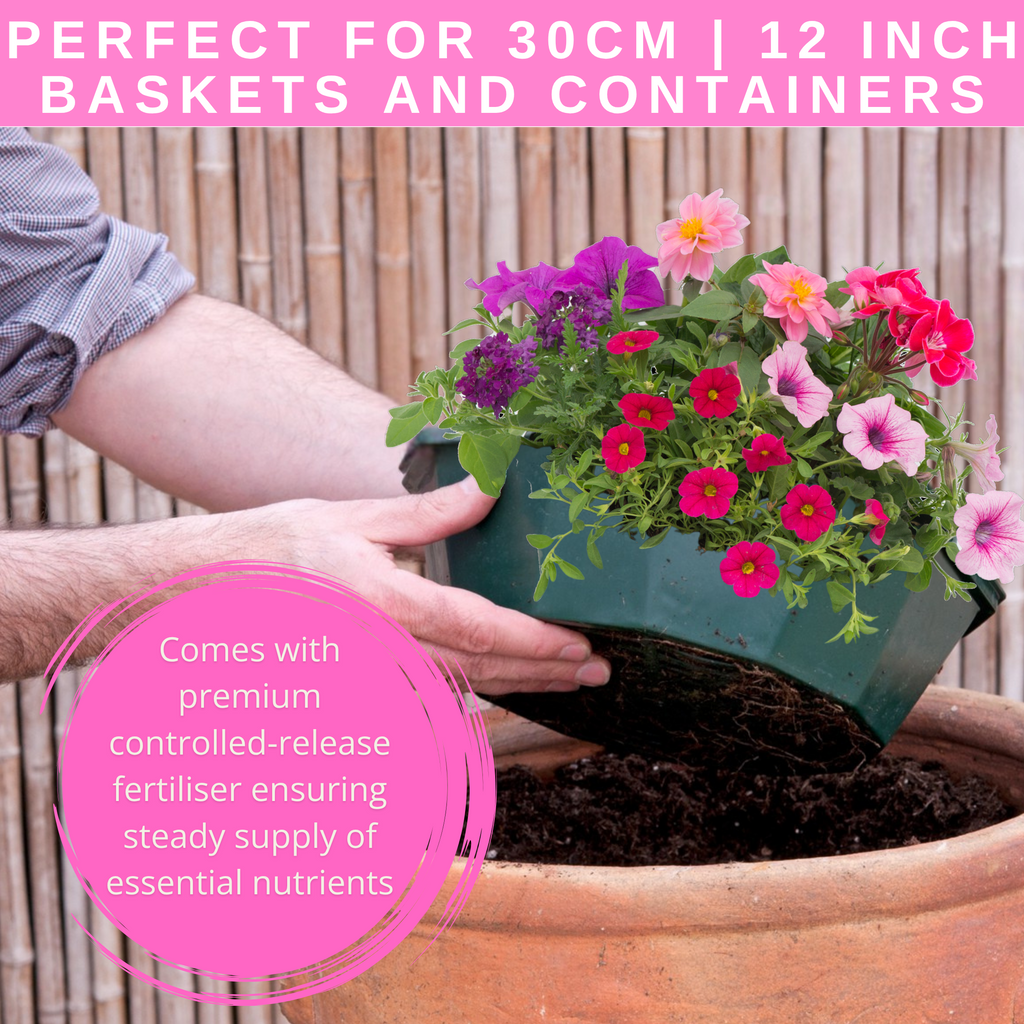 Sophistication Speedplanter — Pre-Planted Mixed Annual Display, 7-Plant Set