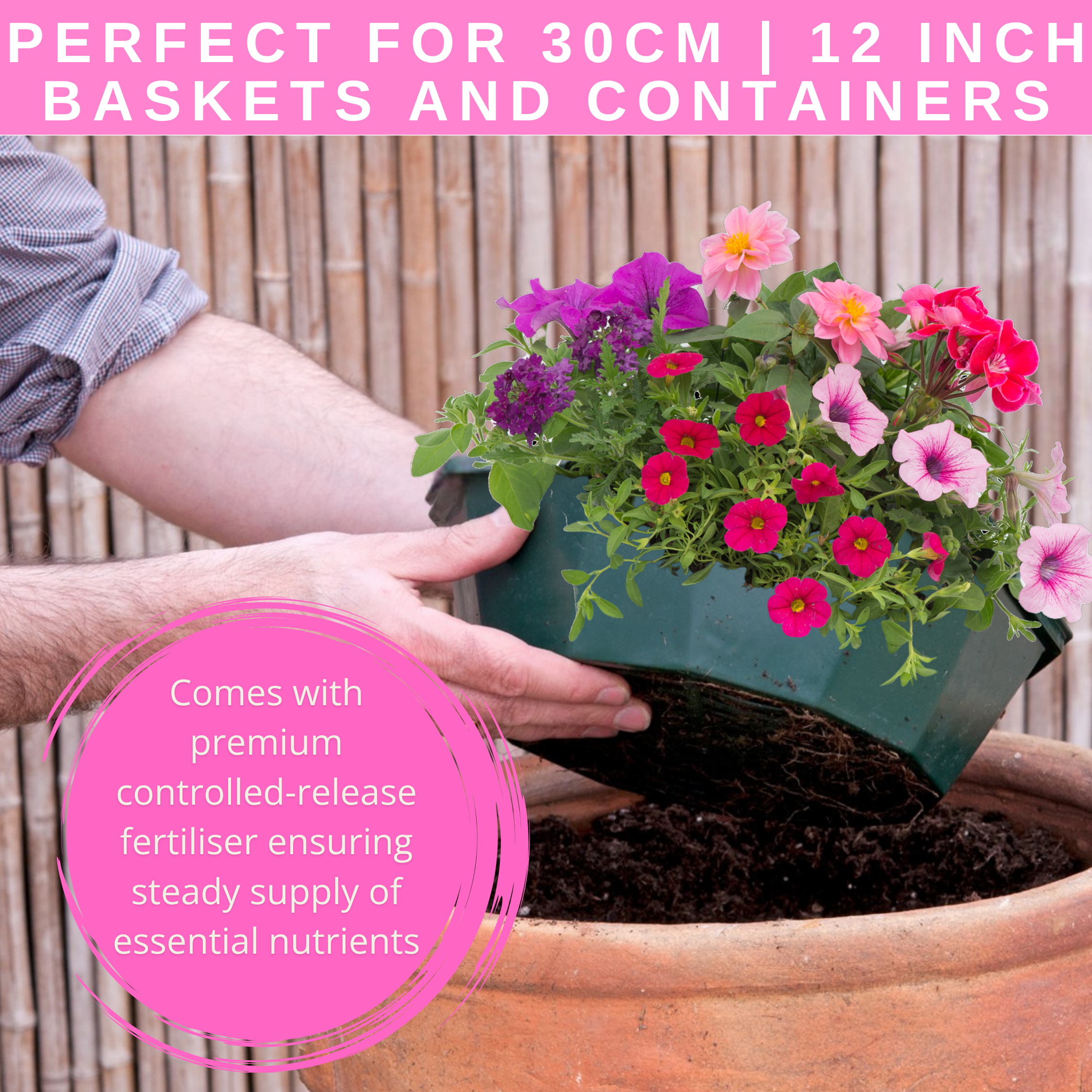 Sophistication Speedplanter — Pre-Planted Mixed Annual Display, 7-Plant Set