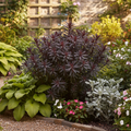 Euphorbia ‘Miners Merlot’ — Hardy Shrub, 3L Pot