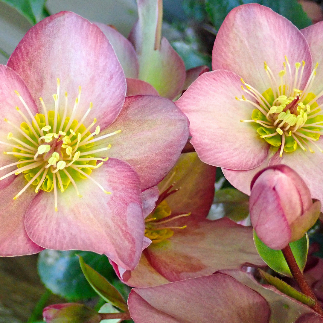 Hellebore ‘Frostkiss Cheryl's Shine’ — Hardy Perennial, Bee-Friendly, 2L Pot