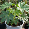 Fatsia japonica — Japanese Aralia, Hardy Evergreen Shrub, 7.5L Pot