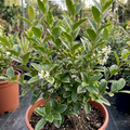 Ligustrum ‘Muster Privet Hedging’ — Semi-evergreen to Evergreen Shrub, Bee-Friendly, 19cm Pot