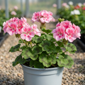 Pelargonium ‘Pretty Little Pink Splash’ — Tender Perennial (often Grown As An Annual), Bee-Friendly, 5L Pot