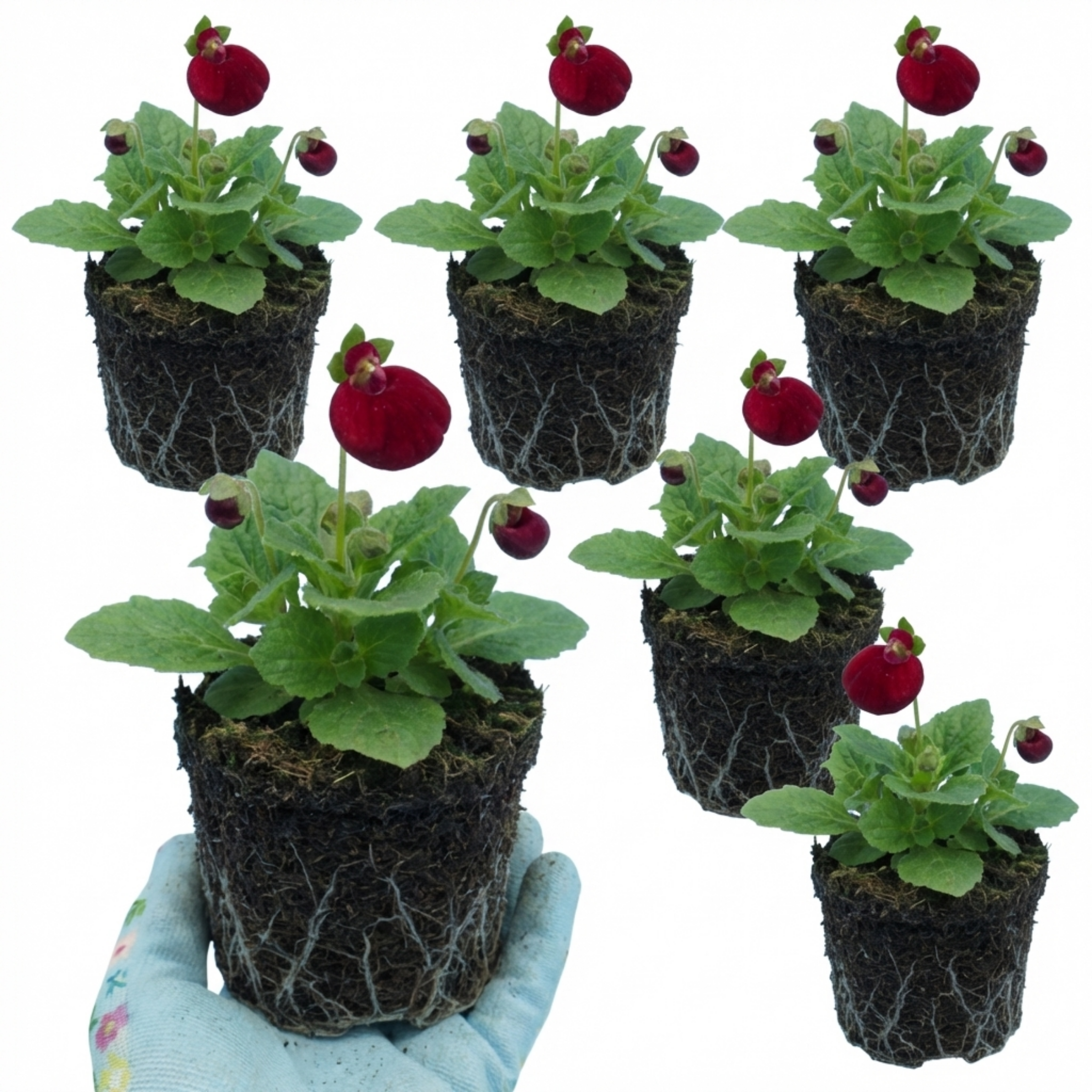 Calceolaria ‘Ruby’ — Hardy Perennial, 1L Pot (Set of 3 or 6)