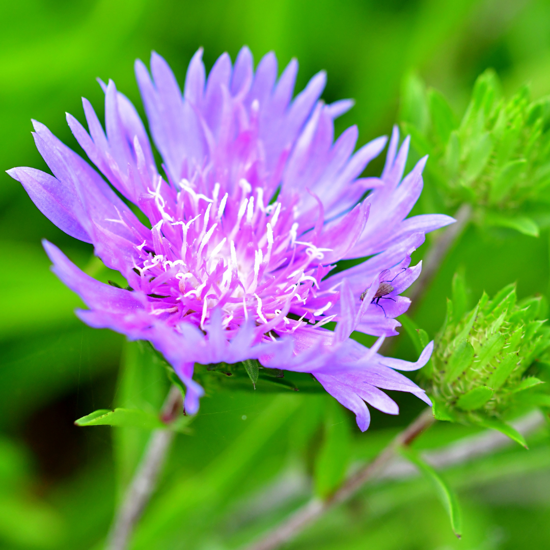 Stokesia ‘Mel's Blue’ — Hardy Perennial, 3L Pot