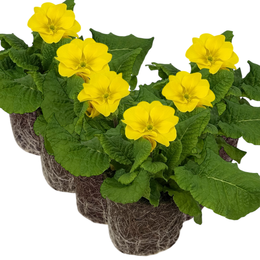 Polyanthus ‘Yellow’ — Hardy Perennial, Bee-Friendly, 10.5cm Pot (Set of 3 or 6)