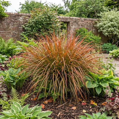 Carex ‘Prairie Fire’ — Evergreen Perennial Grass (sedge), 2L Pot
