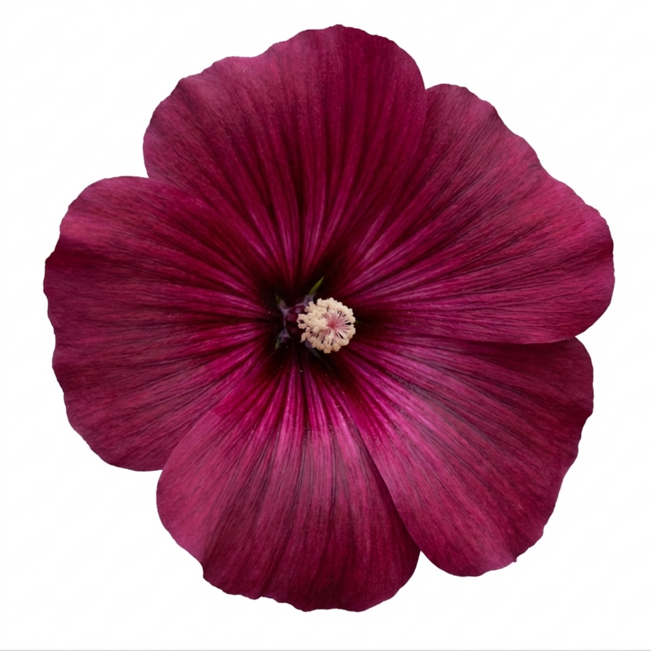 Lavatera ‘Burgundy Wine’ — Hardy Semi-evergreen Perennial Shrub, Bee-Friendly, 2L Pot