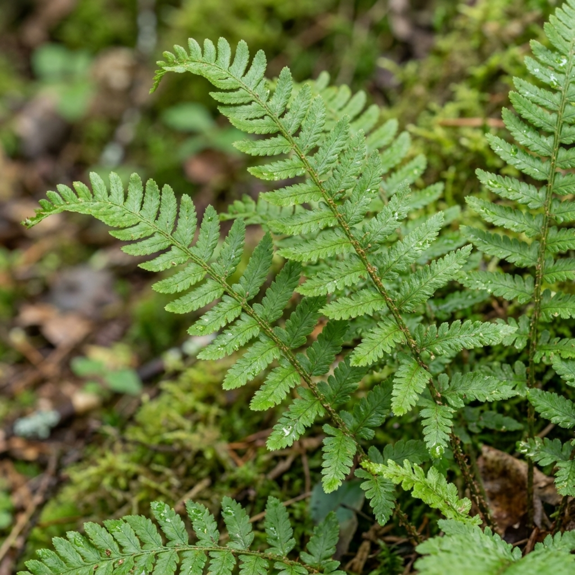 Scaly ‘Male’ — Hardy Evergreen Perennial Fern, 1L Pot
