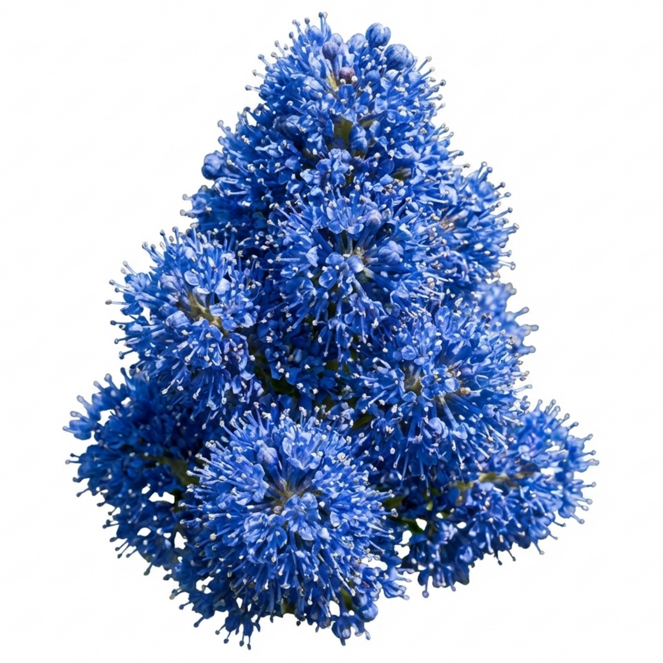 Ceanothus ‘Yankee Point California Lilac’ — Evergreen Shrub, Bee-Friendly, 3L Pot