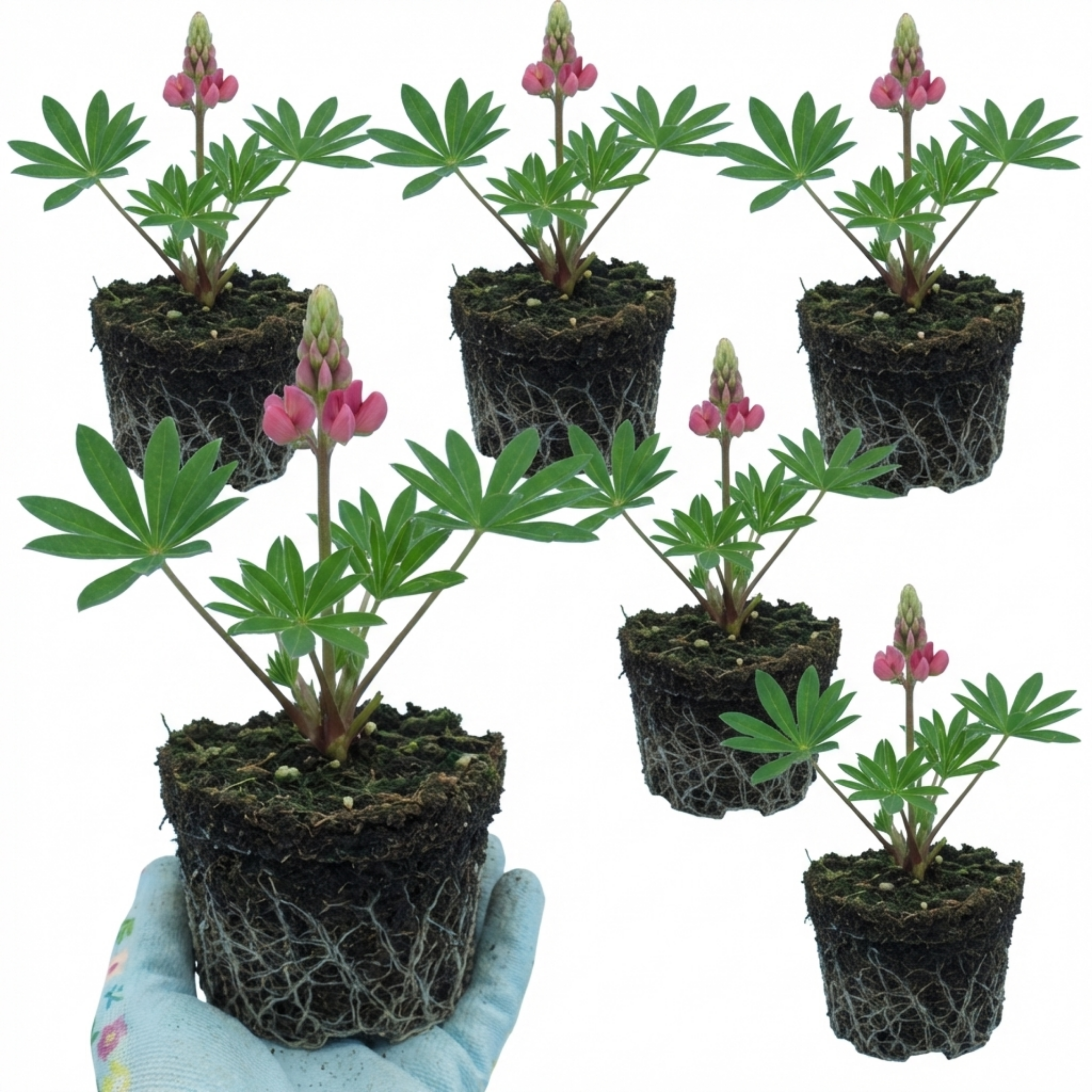 Lupin ‘Legendary Rose’ — Hardy Perennial, Bee-Friendly, 1L Pot (Set of 3 or 6)