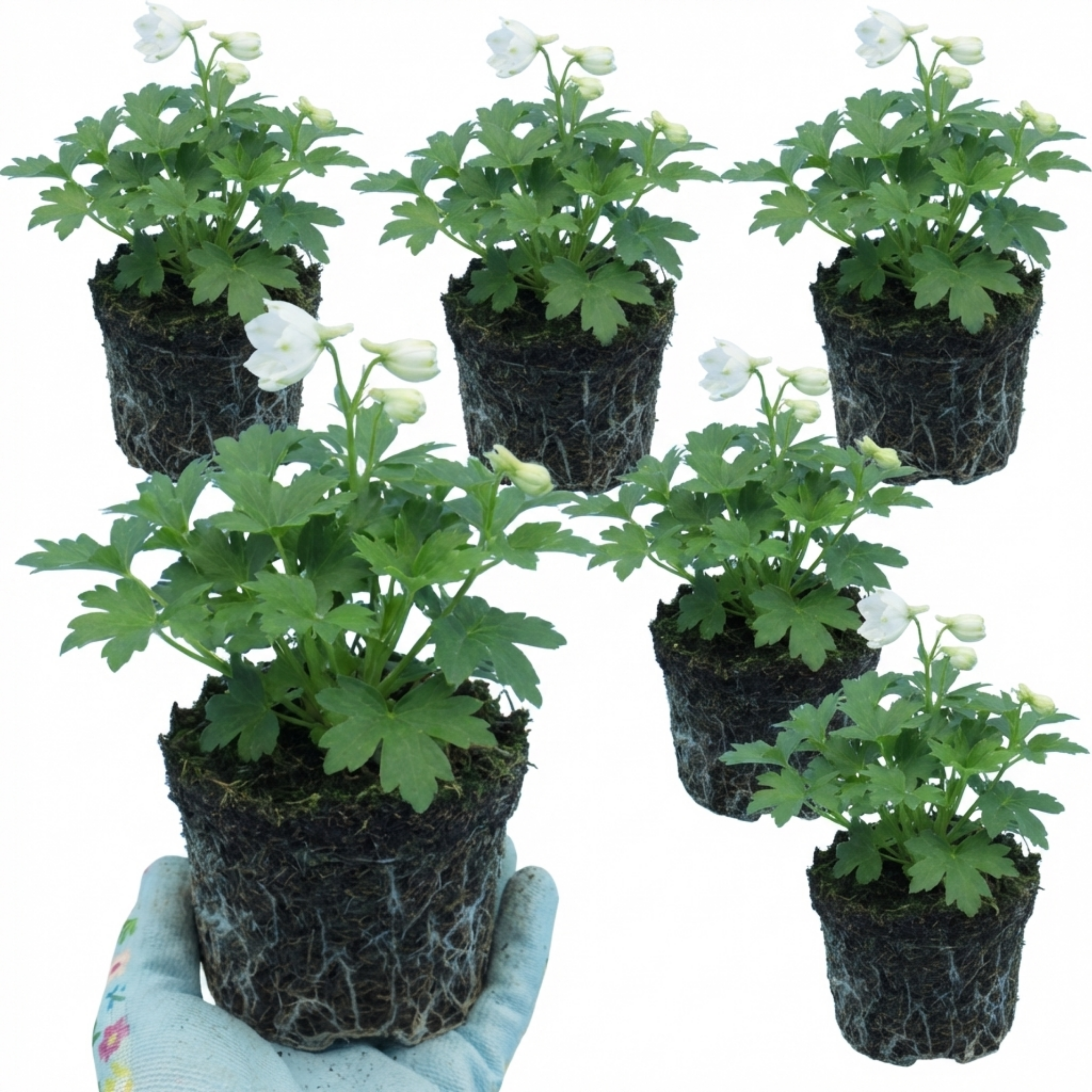 Delphinium ‘Pacific Giants Galahad’ — Hardy Perennial, Bee-Friendly, 1L Pot (Set of 3 or 6)