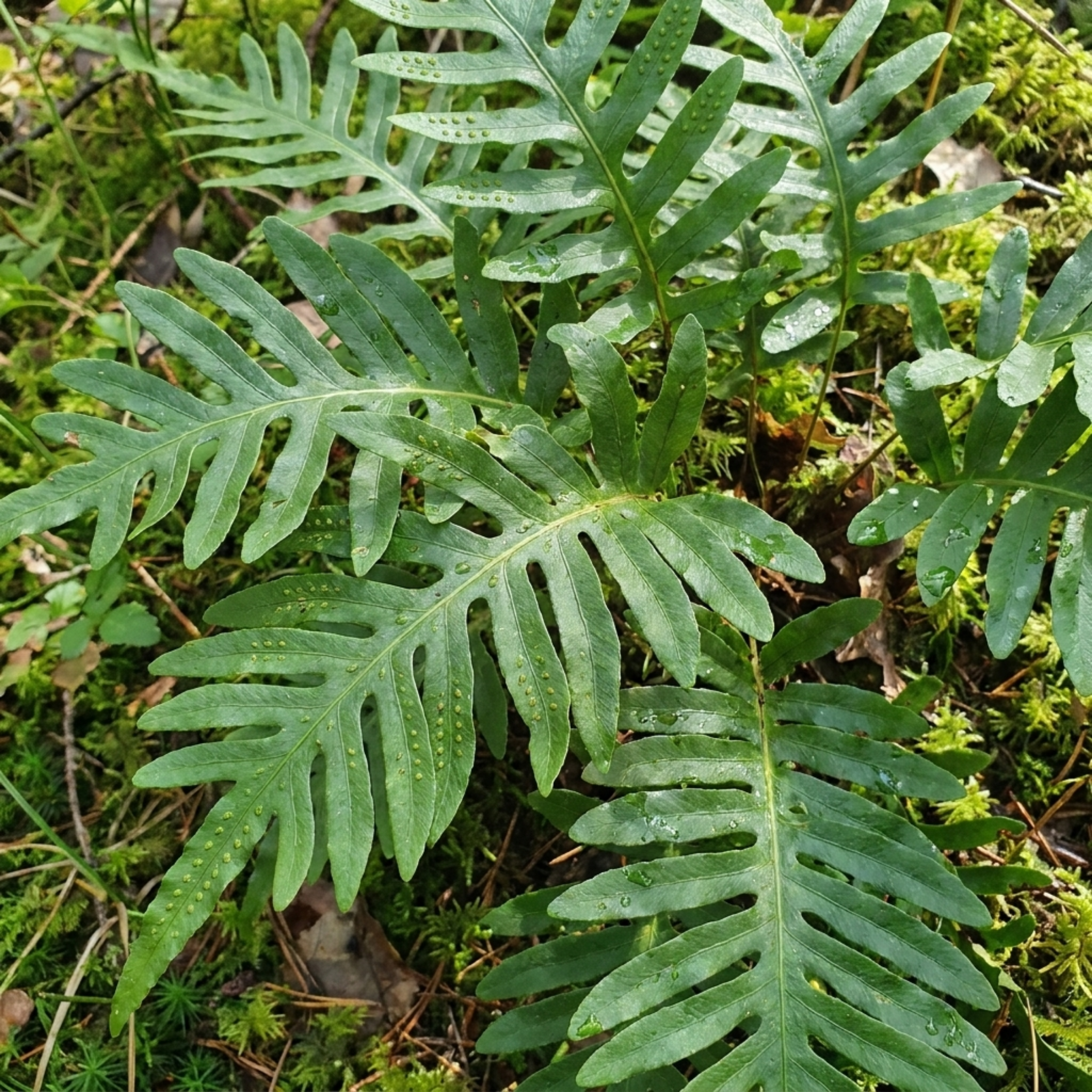 Evergreen ‘Polypodium Vulgare’ — Evergreen Fern, 11cm Pot (Set of 3 or 6)