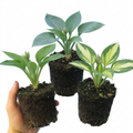 Hosta ‘Growers' Mix’ — Herbaceous Perennial, Bee-Friendly, 1L Pot (Set of 3 or 6)