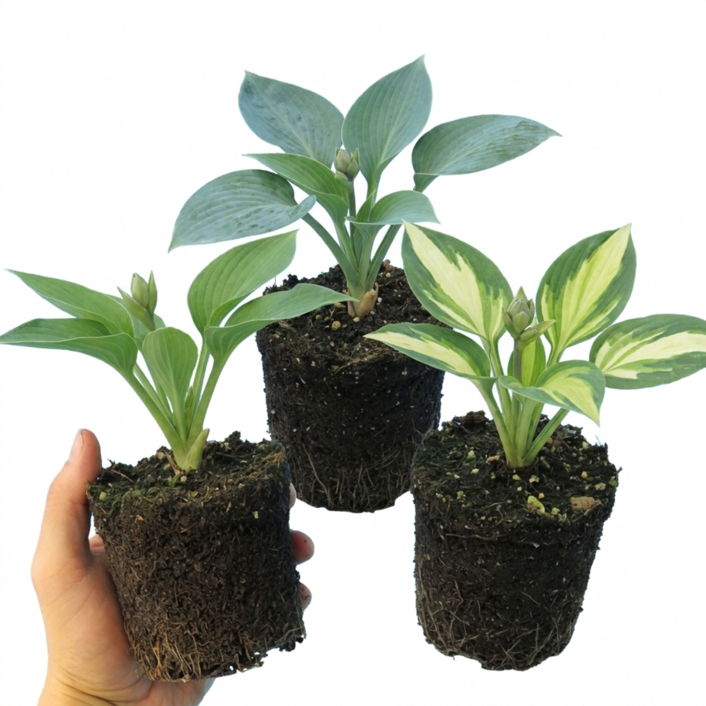 Hosta ‘Growers' Mix’ — Herbaceous Perennial, Bee-Friendly, 1L Pot (Set of 3 or 6)