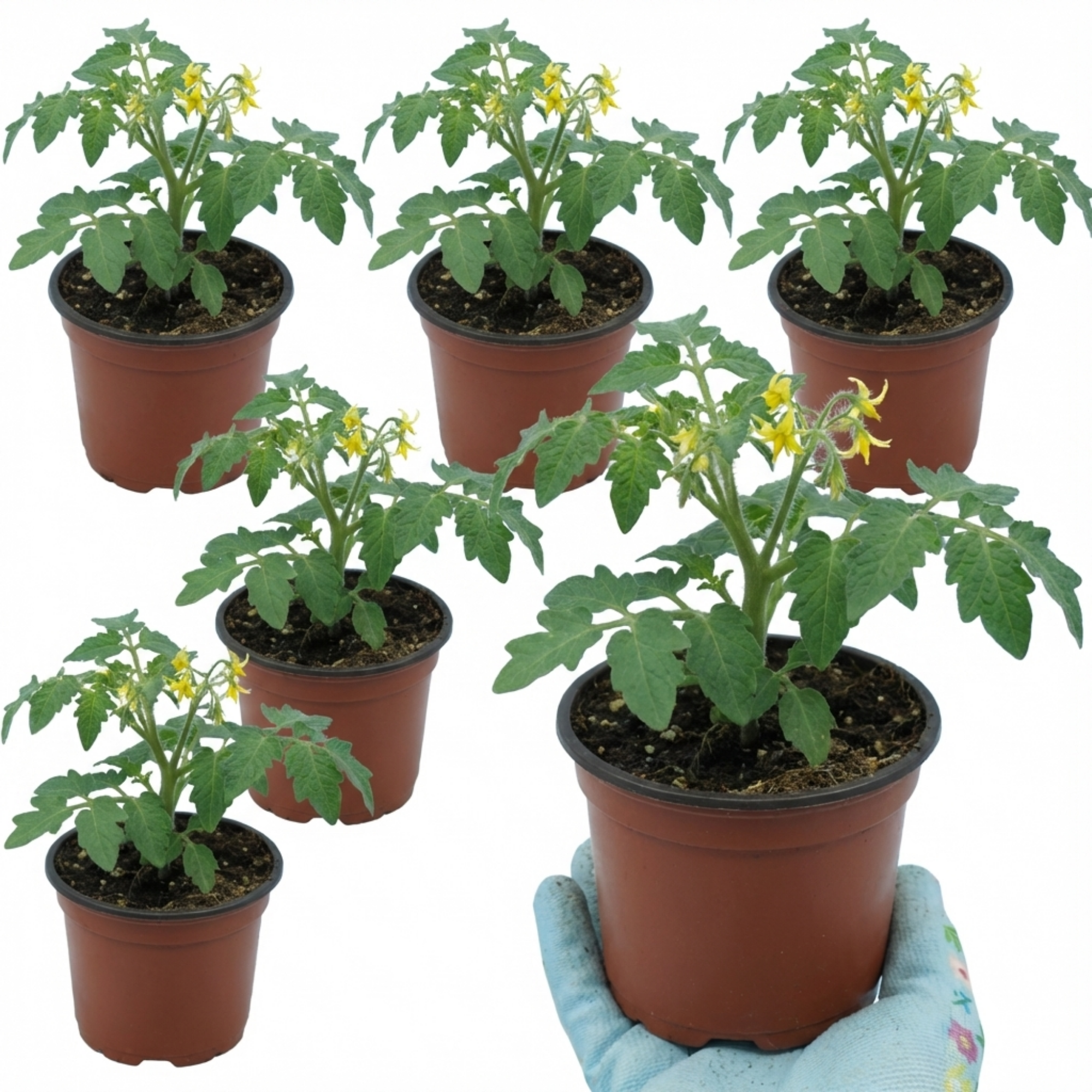 Tomato ‘Rose Crush’ — Fruit Plant / Tender Annual, 10.5cm Pot (Set of 3 or 6)