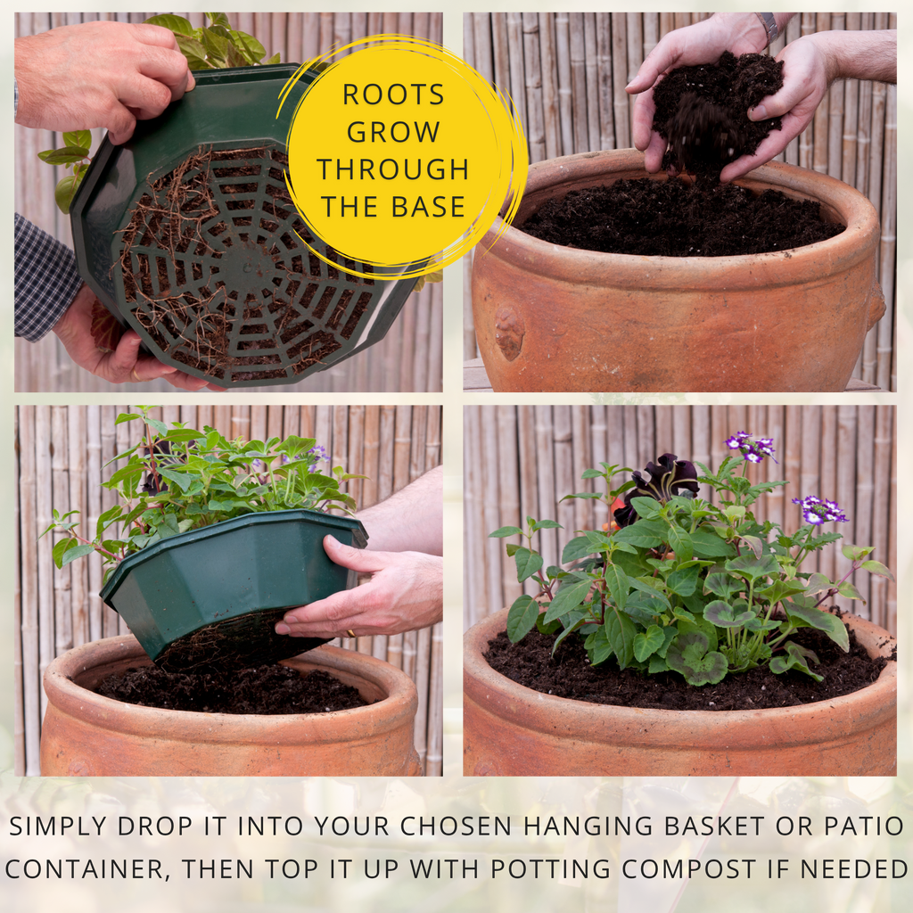 Brilliant Bling Speedplanter — Pre-Planted Mixed Annual Display, 7-Plant Set
