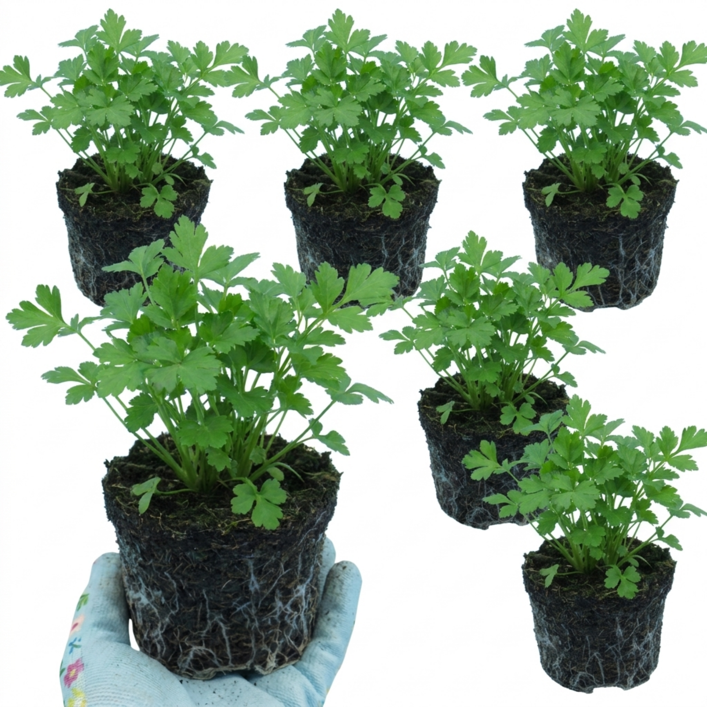 Parsley 'Italian Flat Leaf' — Biennial Herb, 1L Pot (Set of 3 or 6)