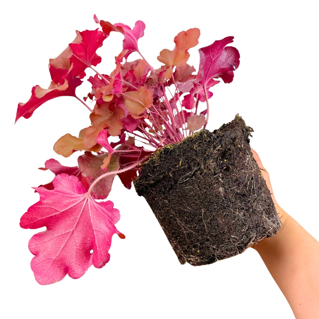 Heuchera ‘Boysenberry’ — Hardy Perennial, 2L Pot