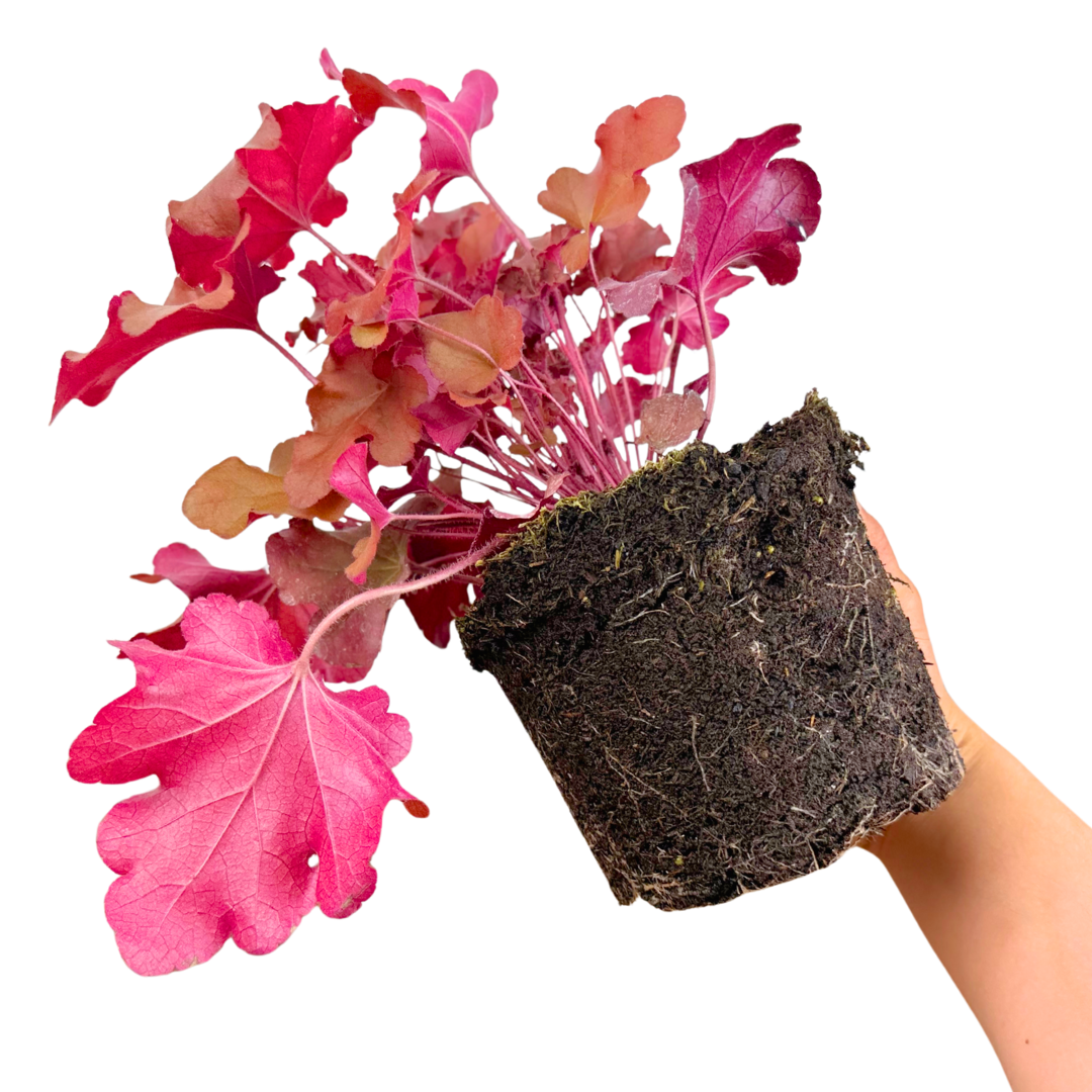 Heuchera ‘Boysenberry’ — Hardy Perennial, 2L Pot