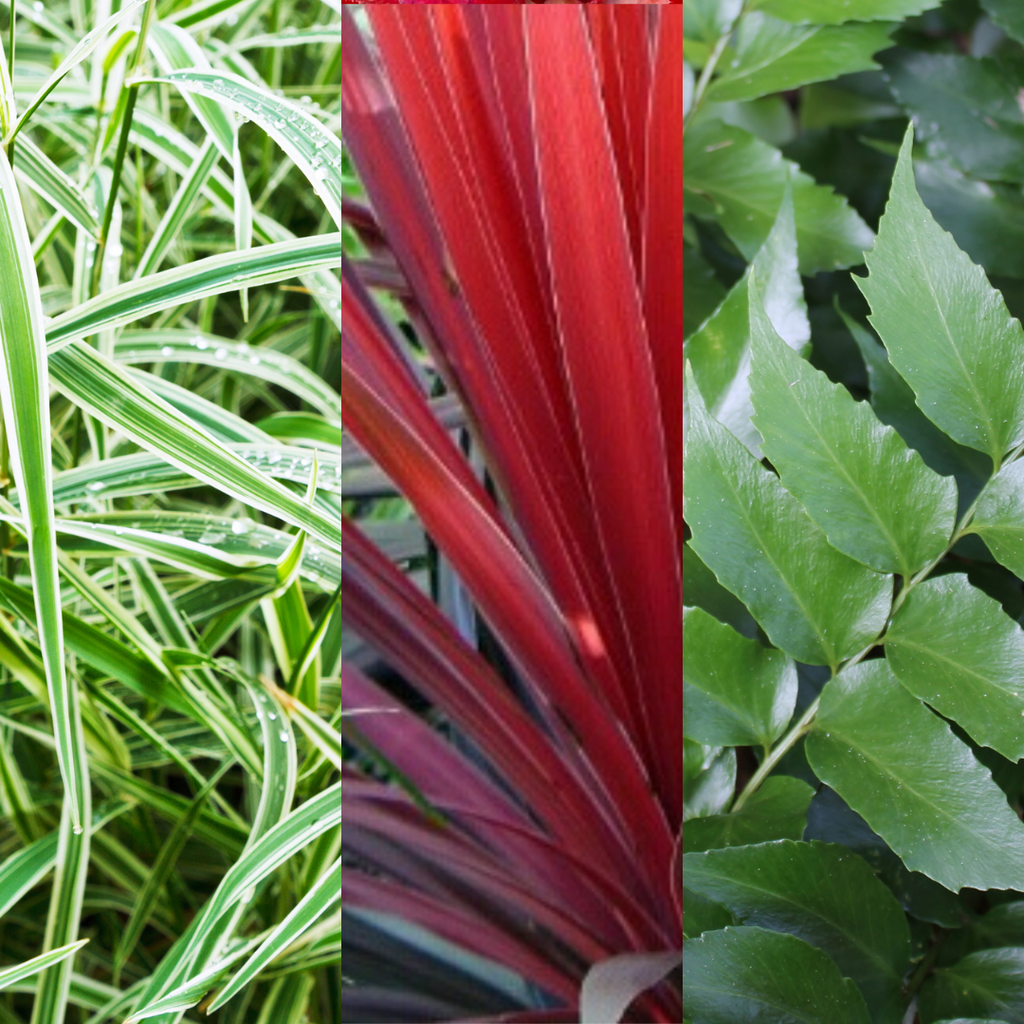 Contemporary Mix — Curated 3-Plant Set (Holly Fern, Carex 'Feather Falls', Cordyline 'Red Star'), 13cm Pots