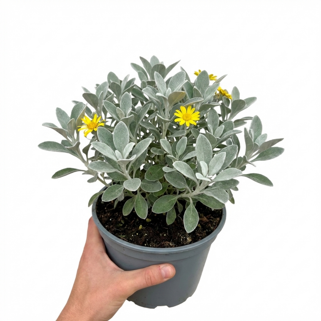 Brachyglottis ‘Sunshine’ — Evergreen Shrub, Bee-Friendly, 2L Pot