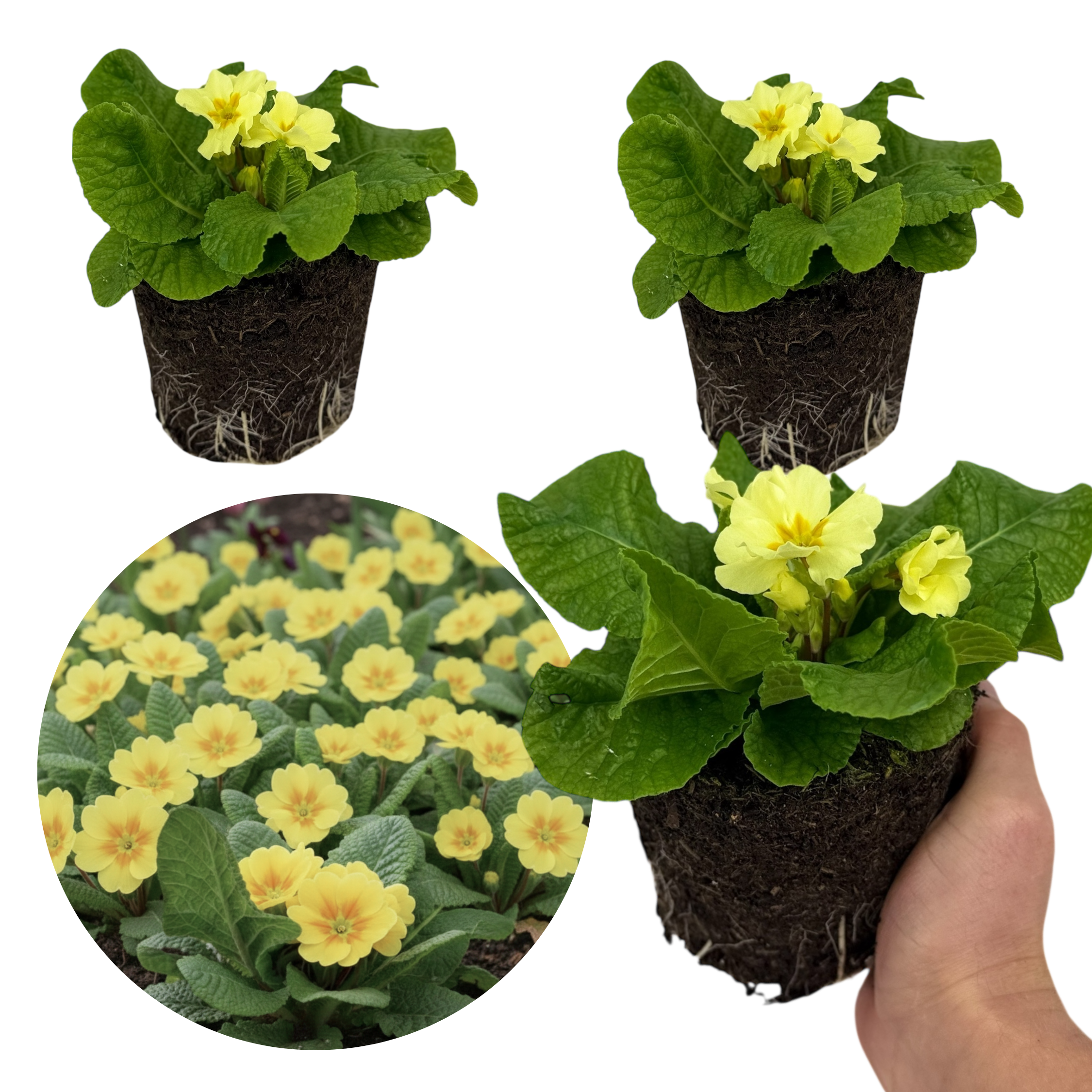Primrose ‘Sweet’ — Hardy Perennial, Bee-Friendly, 1L Pot (Set of 3 or 6)