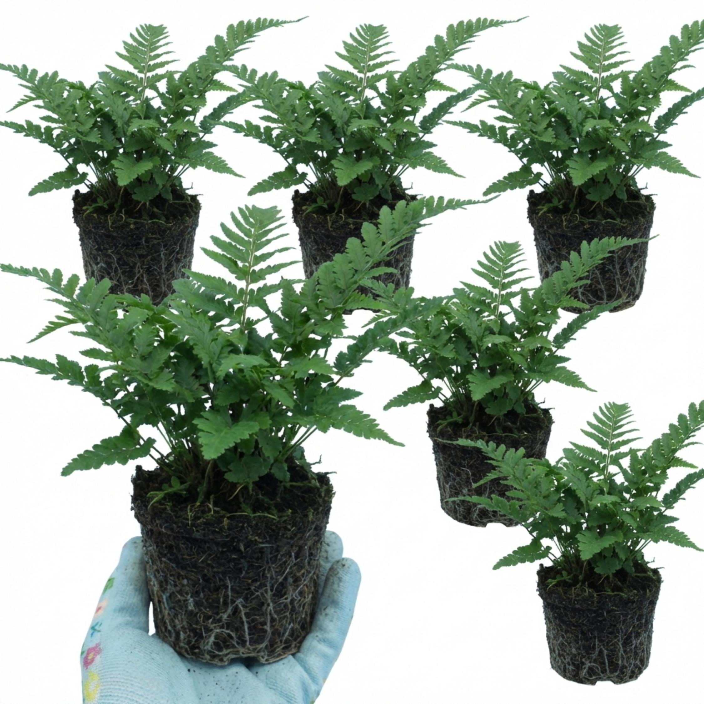 Dryopteris ‘Linearis Polydactyla Male’ — Hardy Semi-evergreen Perennial Fern, 1L Pot (Set of 3 or 6)