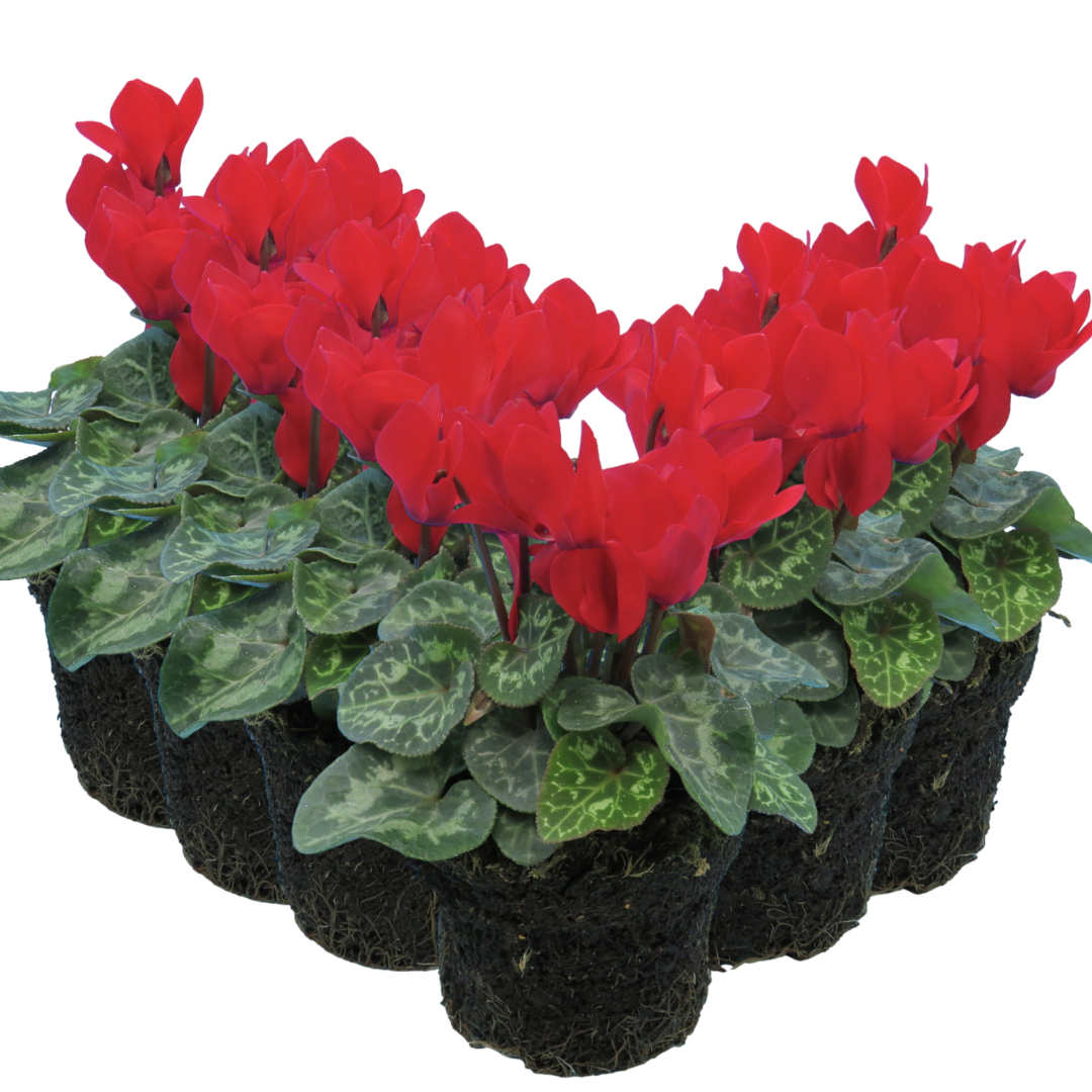 Cyclamen ‘Smartiz Rouge Vif’ — Tender Pot Plant (perennial in mild climates), 10.5cm Pot (Set of 3 or 6)