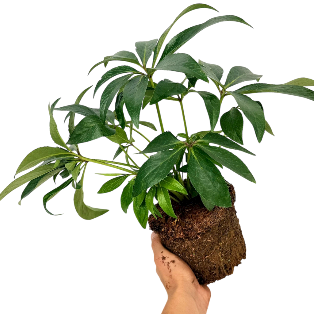 Hellebore ‘Foetidus’ — Hardy Perennial, Bee-Friendly, 2L Pot