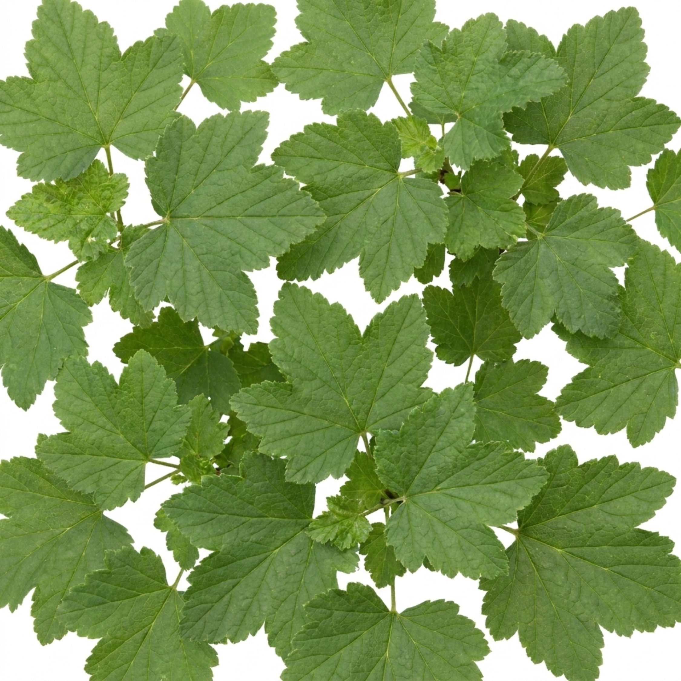 Redcurrant ‘Jonkheer Van Tets’ — Deciduous Fruiting Shrub, Bee-Friendly, 2L Pot