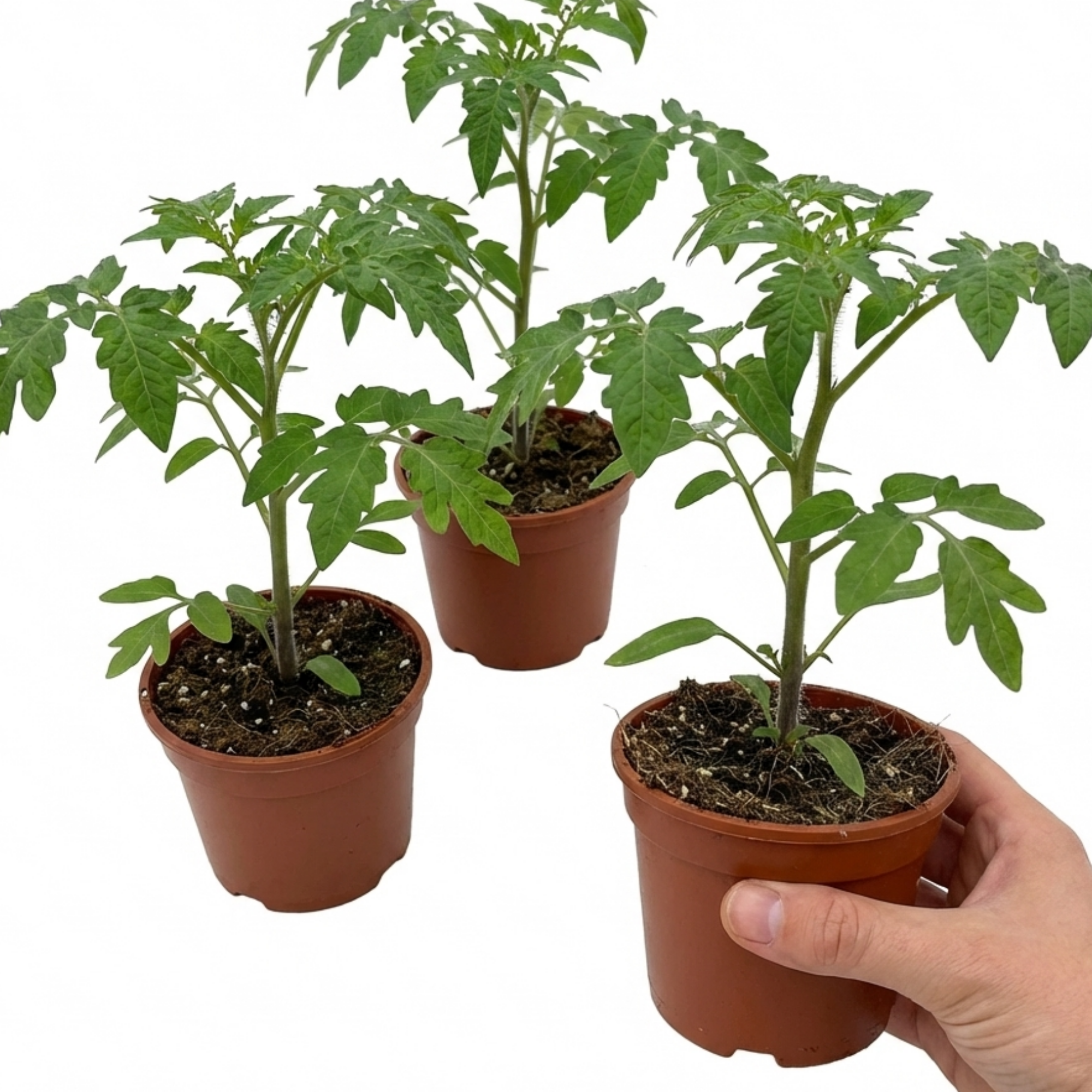 Tomato ‘Ricola Fire’ — Fruit Plant / Tender Annual, 10.5cm Pot (Set of 3 or 6)