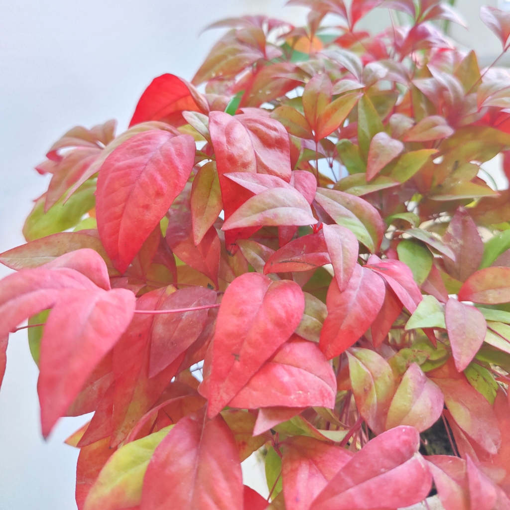 Nandina ‘Obsessed’ — Hardy Shrub, 3L Pot