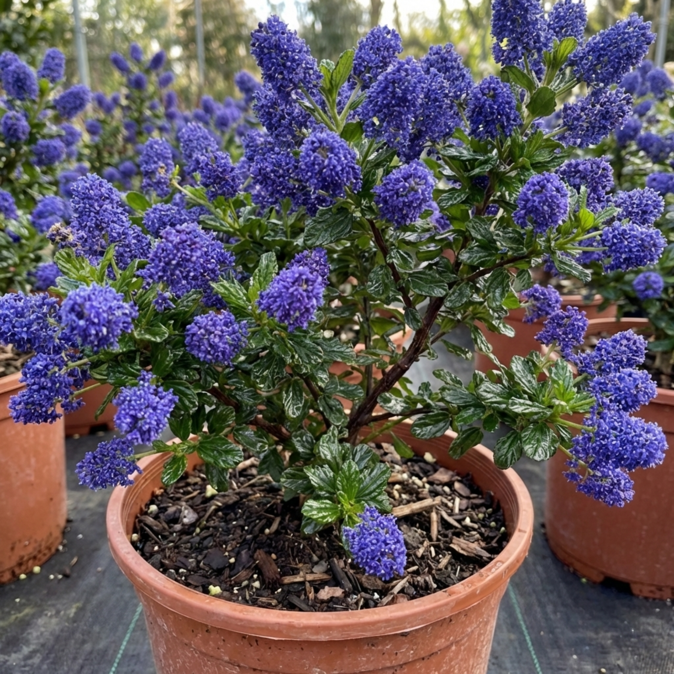 Ceanothus ‘Puget Blue’ — Evergreen Shrub, Bee-Friendly, 3L Pot