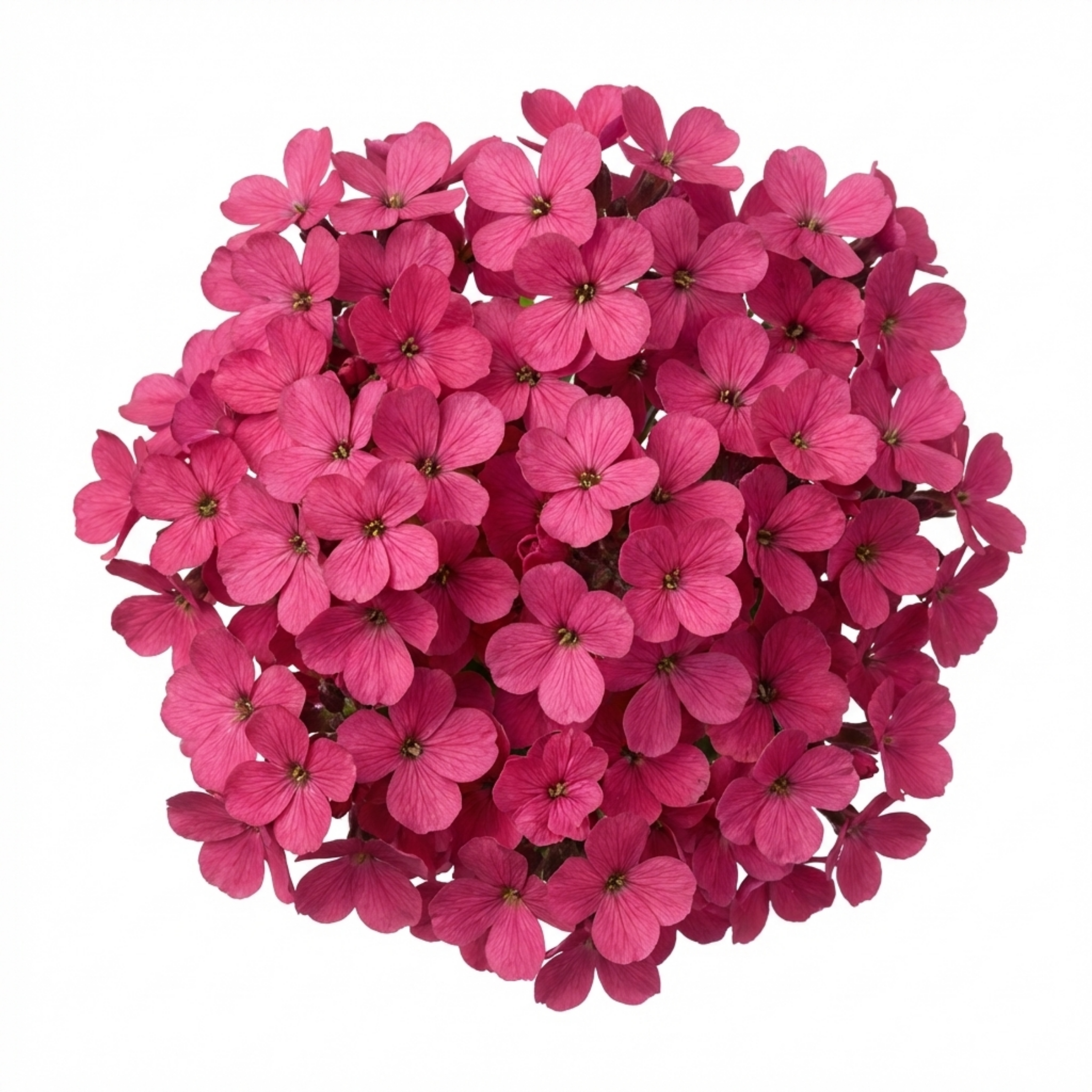 Arabis ‘Aubris Deep Rose’ — Evergreen Alpine Perennial, 1L Pot (Set of 3 or 6)