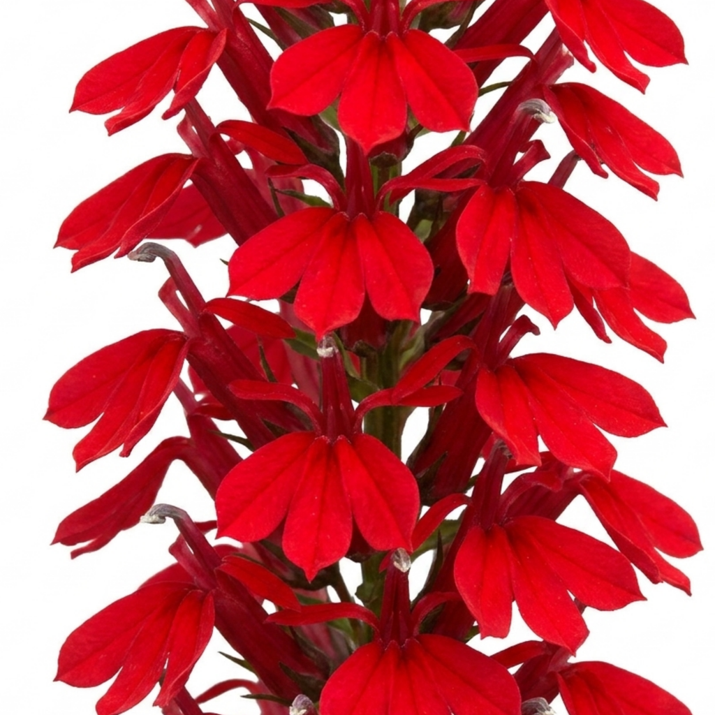 Lobelia ‘Starship Scarlet’ — Herbaceous Perennial, Bee-Friendly, 1L Pot (Set of 3 or 6)