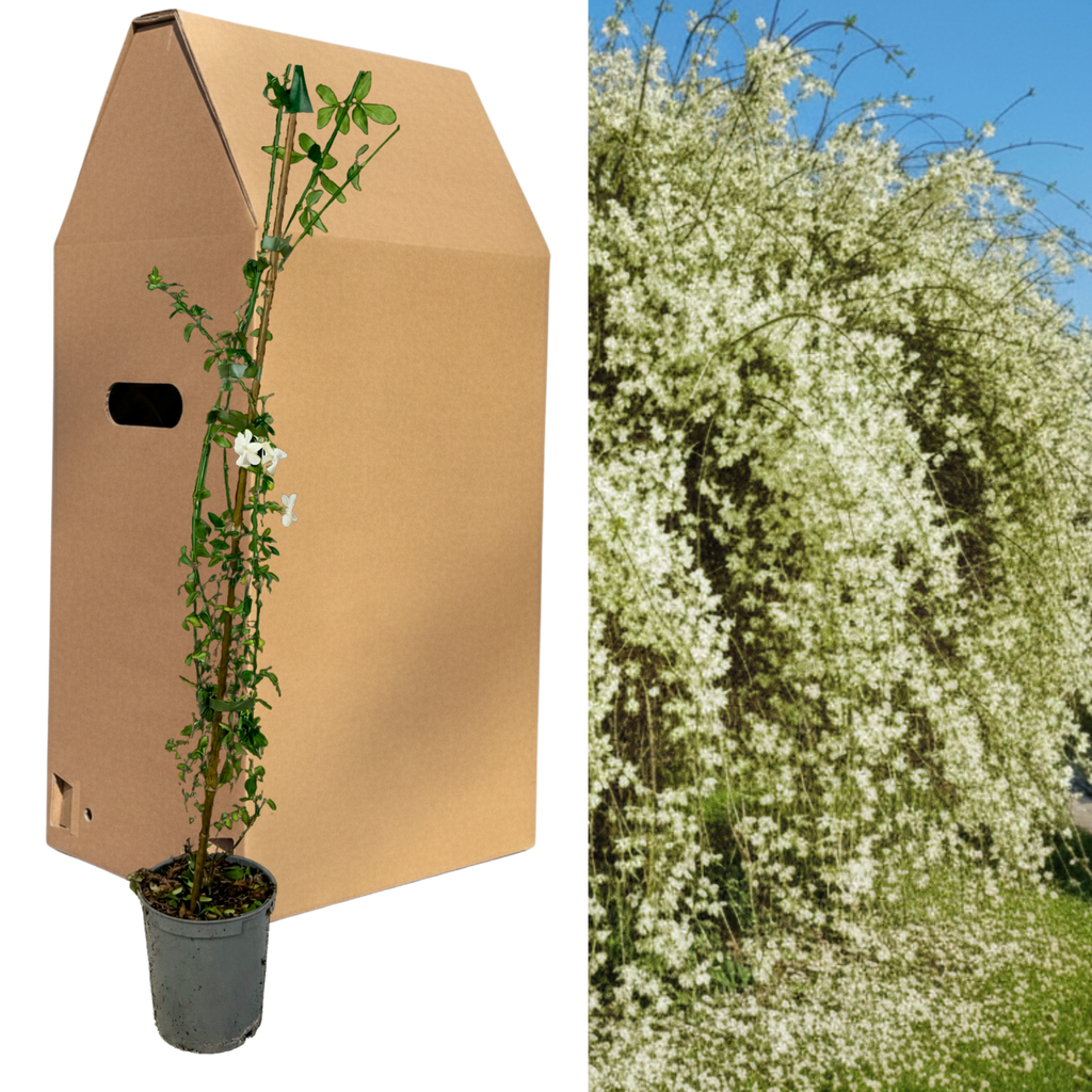 Jasminum officinale — Common White Summer Jasmine, Bee-Friendly, 2L Pot