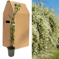 Jasminum officinale — Common White Summer Jasmine, Bee-Friendly, 2L Pot