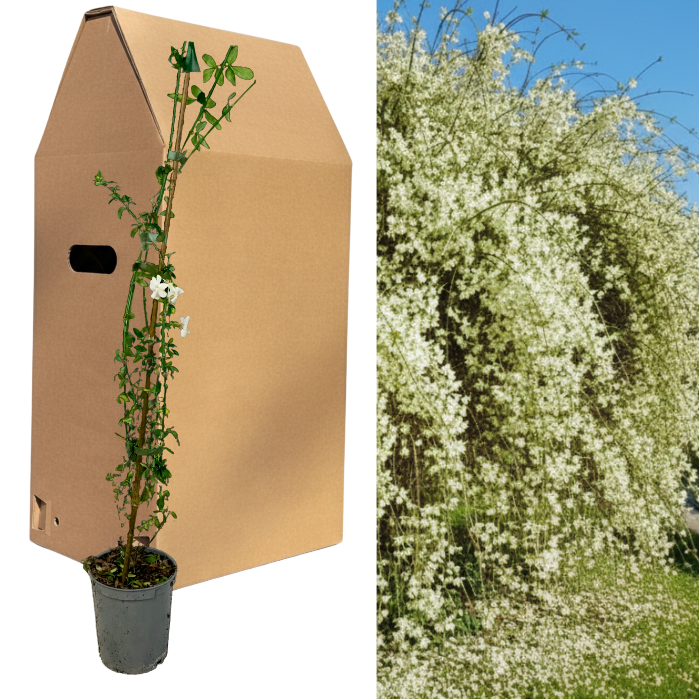 Jasminum officinale — Common White Summer Jasmine, Bee-Friendly, 2L Pot