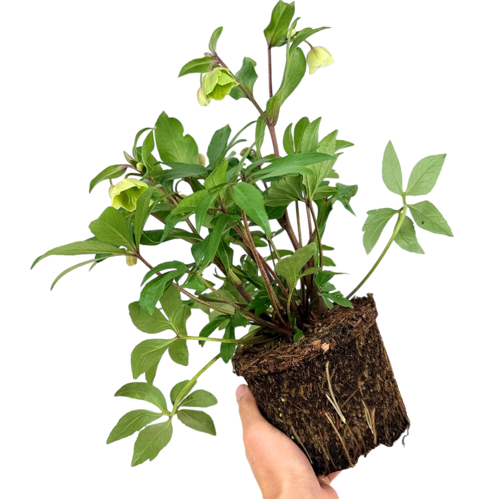 Hellebore 'Winter Moonbeam' — Hardy Perennial, Bee-Friendly, 2L Pot