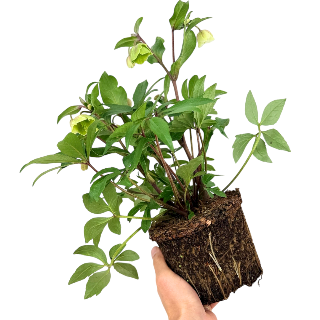 Hellebore 'Winter Moonbeam' — Hardy Perennial, Bee-Friendly, 2L Pot