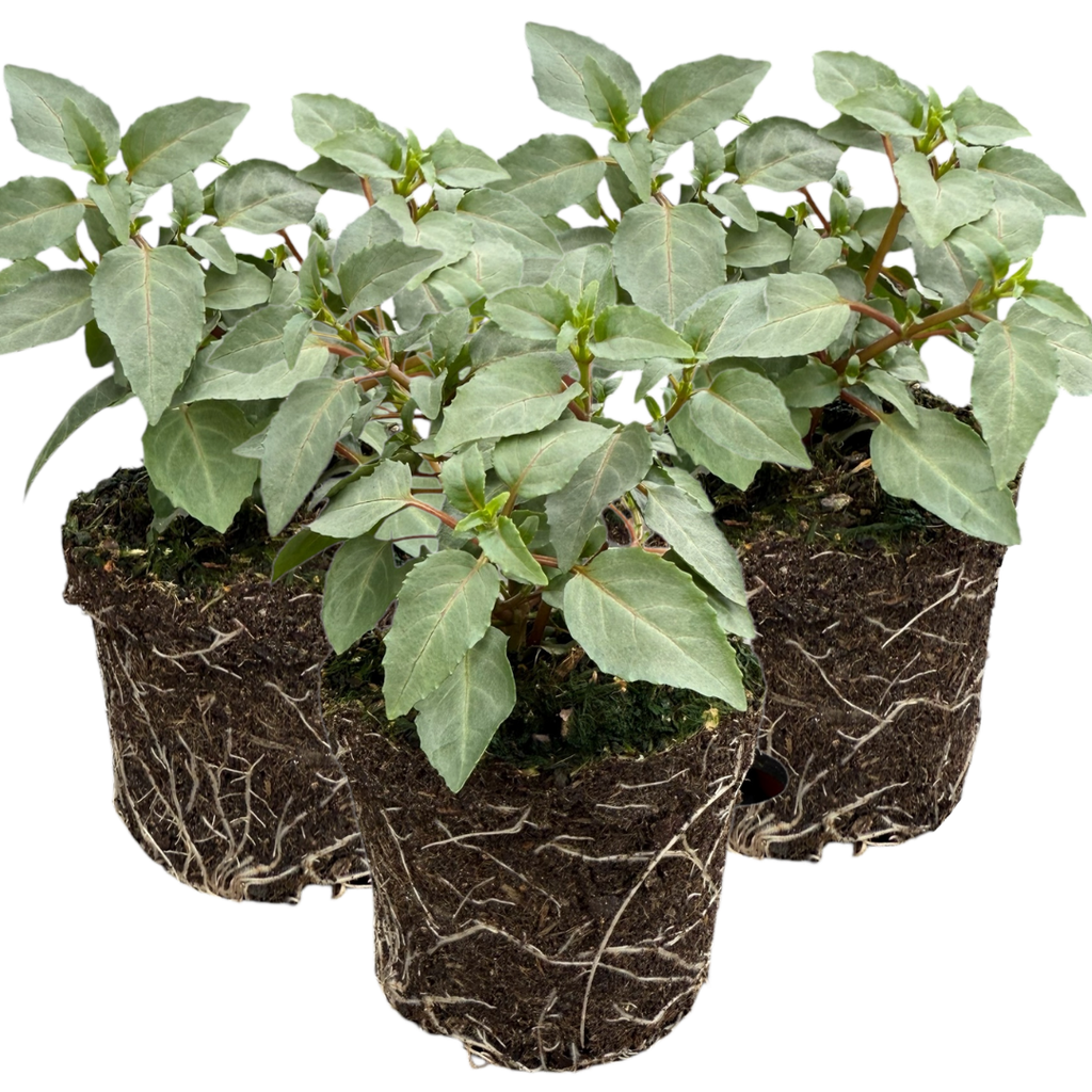 Fuchsia ‘Hilda’ — Patio Fuchsia (semi-tender perennial), Bee-Friendly, 10.5cm Pot (Set of 3 or 6)