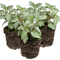 Fuchsia ‘Hilda’ — Patio Fuchsia (semi-tender perennial), Bee-Friendly, 10.5cm Pot (Set of 3 or 6)
