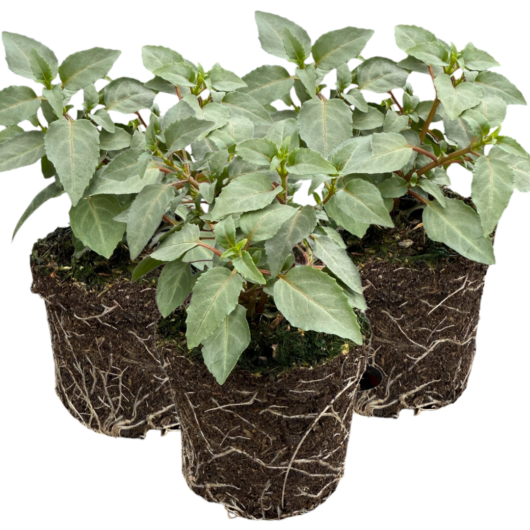Fuchsia ‘Hilda’ — Patio Fuchsia (semi-tender perennial), Bee-Friendly, 10.5cm Pot (Set of 3 or 6)