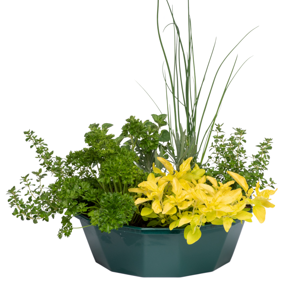 Herb Alfresco Mix Speedplanter — Pre-Planted Culinary Herb Set, 7 Plants