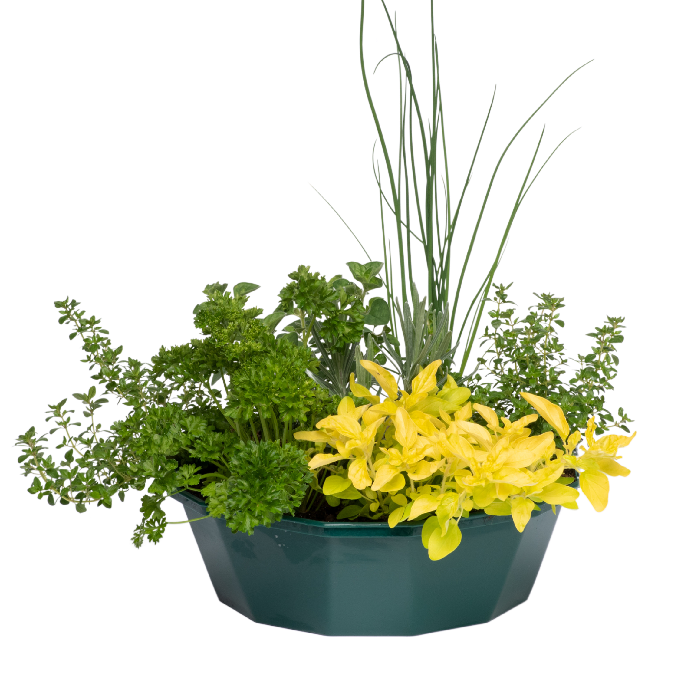Herb Alfresco Mix Speedplanter — Pre-Planted Culinary Herb Set, 7 Plants